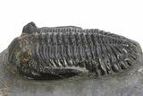 Hollardops Trilobite Fossil - Ofaten, Morocco #319939-3